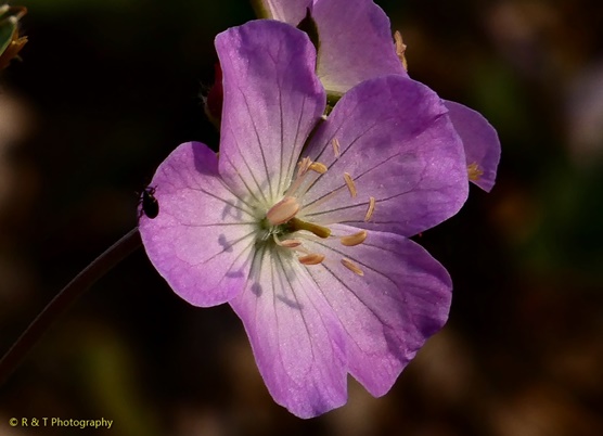 {Geranium maculatum}